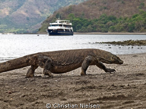 Surface interval :-)
The Komodo Dragon is quite an anima... by Christian Nielsen 